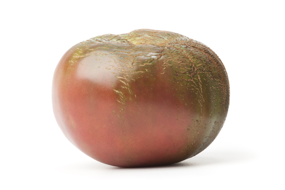 Cherokee Purple Tomato